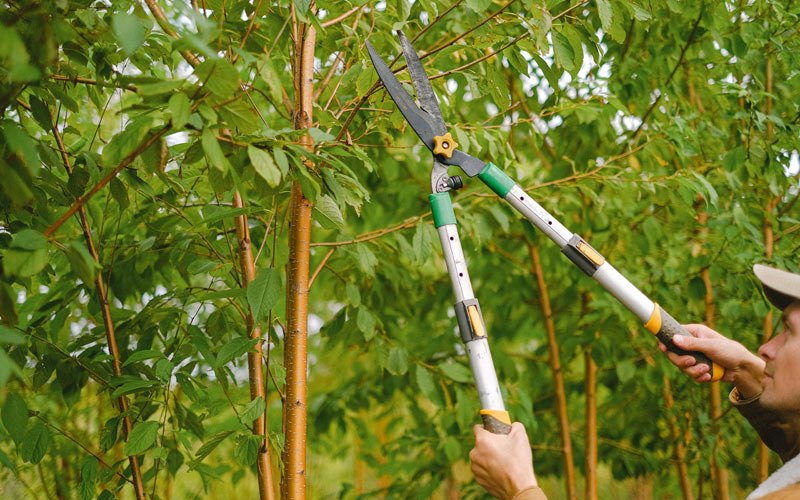 Tree trimming in Mcleod, ND