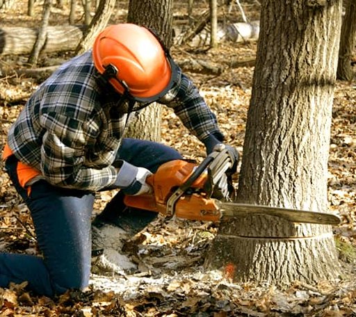 Tree Removal in Mcleod, ND